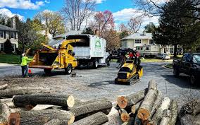 Reliable Lockwood, MO Tree Removal and Landscaping Services Solutions